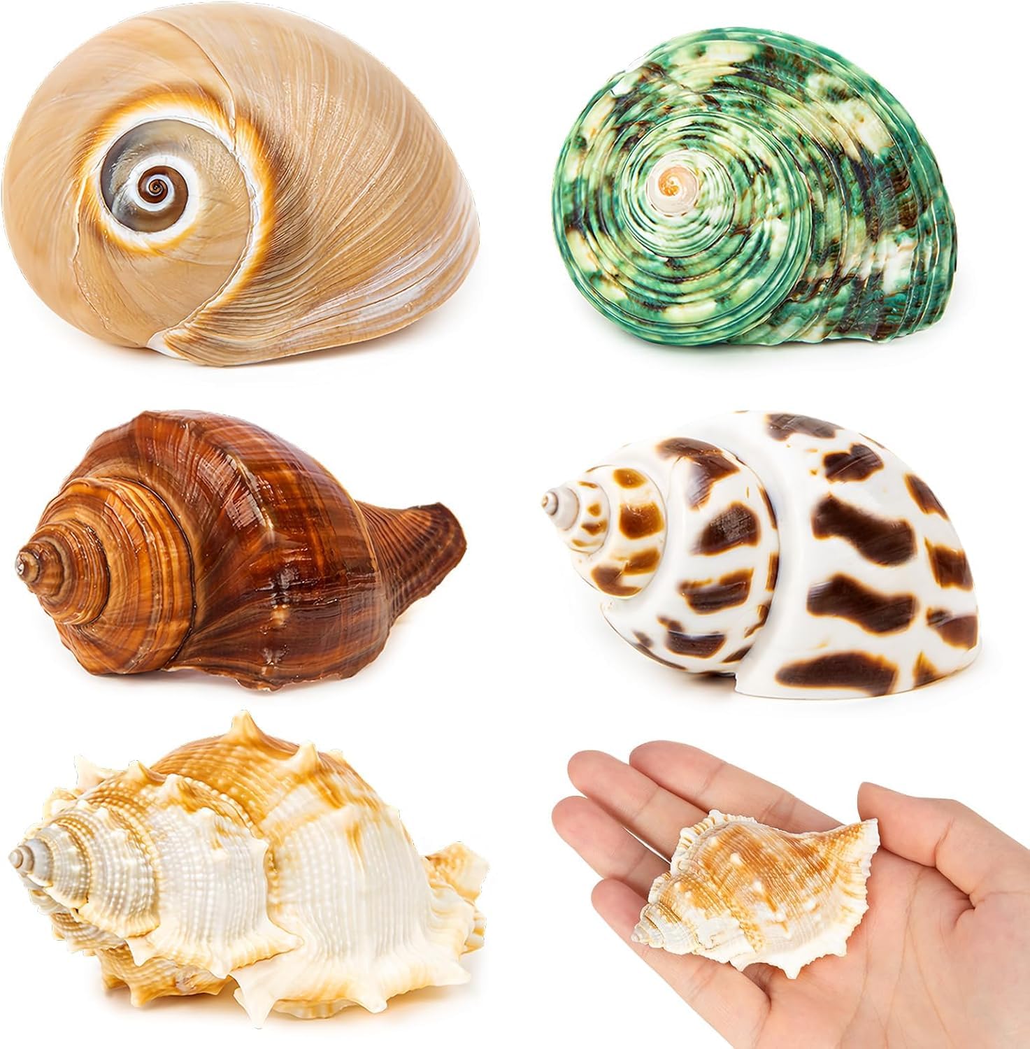 Amazon.com: WeDoSoy 5PCS Hermit Crab Shells | Natural Sea Conch